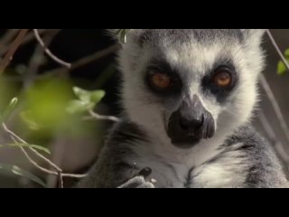 Неизвестный Мадагаскар - Царство лемуров | 2 серия из 2 | 2020 | TVRip