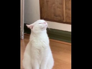 Французская мелодия