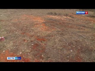 Рабочие уничтожили десятки деревьев во время расчистки реки Коккозка