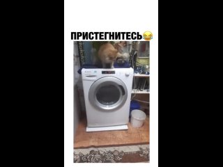 И стоило ради кота покупать такой огромный вибромассажер?