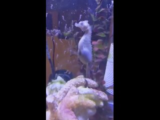 Как рожает морской конек