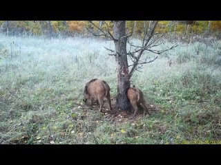 🐗 В Брыкином Бору фотоловушка зафиксировала стадо кабанов. Соответствующее видео, 15 октября, появилось на странице старшего сот