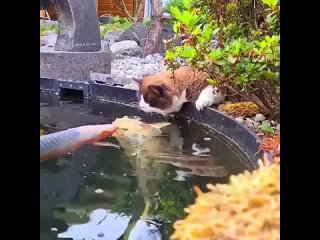 Кот смотрит на рыбов