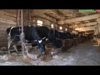 В соседних с Татарстаном регионах выявлены опасные заболевания сельхозяйственных животных