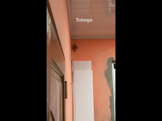 Огромный павук
