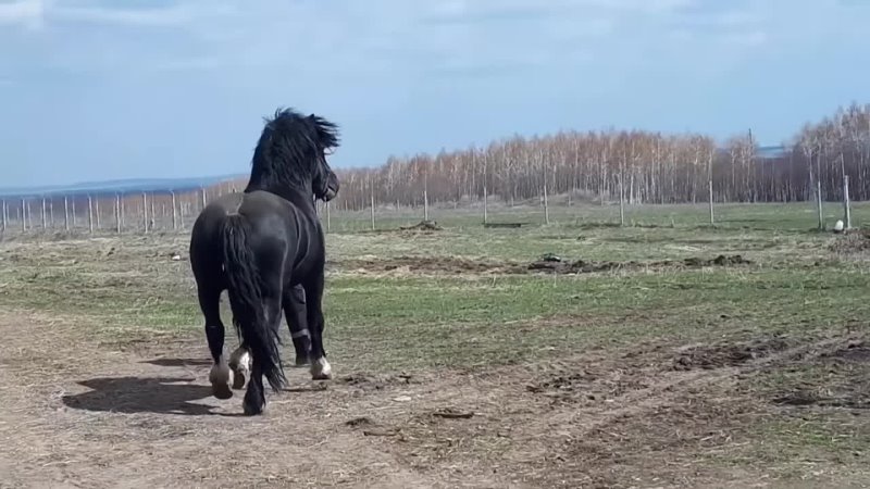 Refúgio Mental 13 Maiores e Mais Poderosos Cavalos do