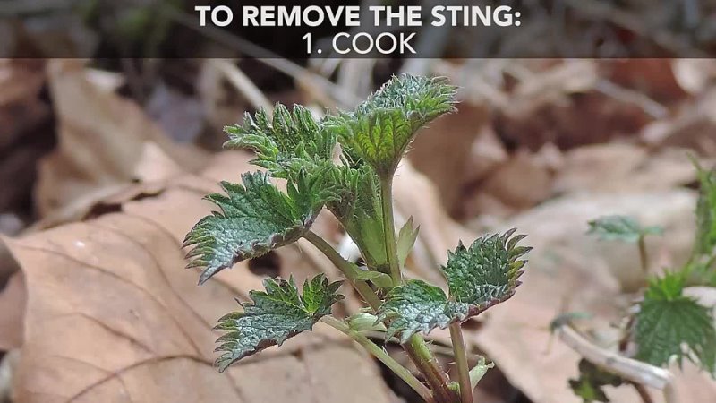 Stinging Nettle For Breast Cancer,