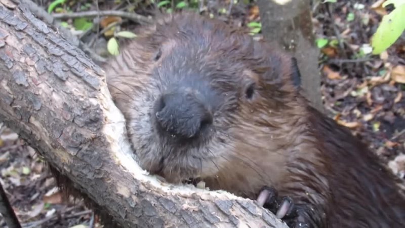 Beaver chews through tree limb close up footage See how beavers do