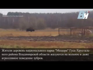 Жители деревень национального парка _Мещера_ Гусь-Хрустального района Владимирской области жалуются