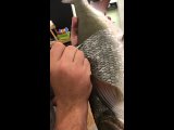 Видео от Чучела рыб подарок рыбаку. Легенда Камы.