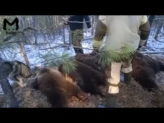 Появились первые кадры жестокой браконьерской расправы над медведями в Баяндаевском районе