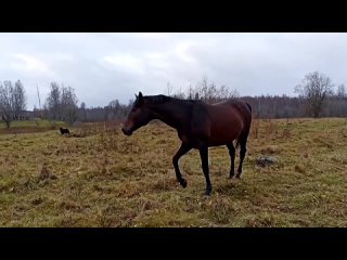 trakehner stallion