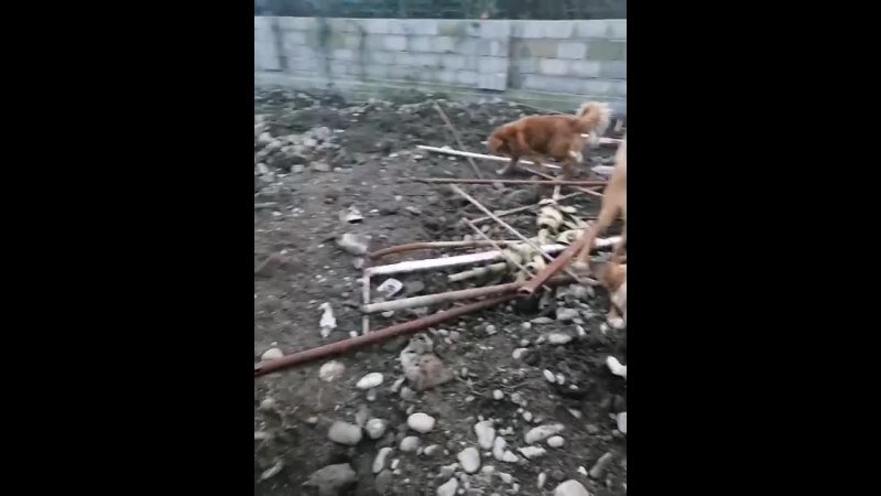 Видео от Собачьи слёзы Абхазии г Сухум приют