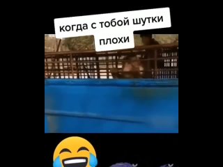 (Funny, humor , meme, шутки, ржач, прикол, юмор, приколы)