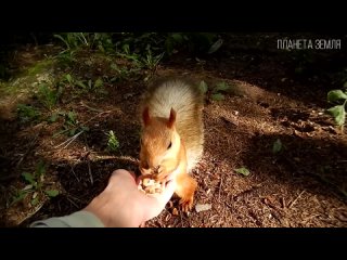 Белка_ Хитрый и запасливый грызун _ Интересные факты про белок