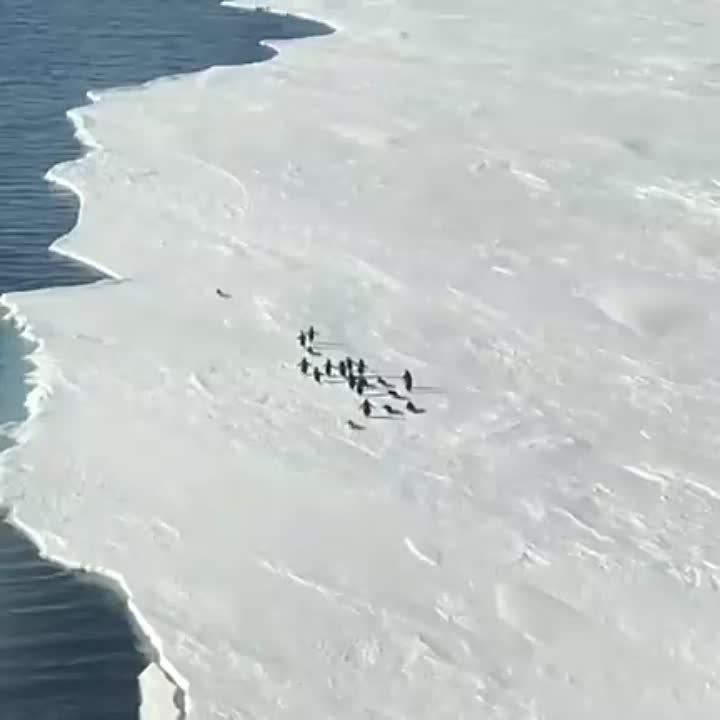 Беги, пингвин, беги!