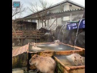 Кайфуют на полную: капибары из Японии греются в горячих ваннах с юдзу под открытым небом