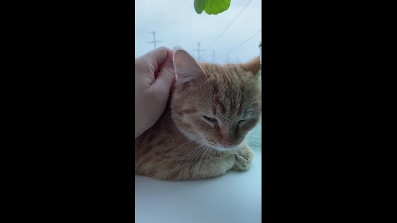 Видео от Сыктывкар Кошкин Дом бездомные кошки