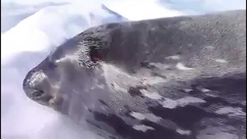 Тюлень орёт)