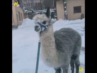 Петербуржцам показали альпаку Шарлотку, впервые увидевшую снег