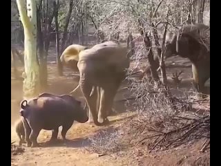 Отчаянная защита носорога своего детеныша