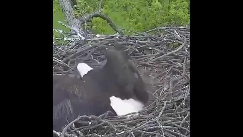 Мама орлан принесла своим детёнышам