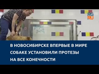 В Новосибирске впервые в мире собаке установили протезы на все конечности