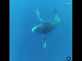 Man gets close up video of whale tail slap
