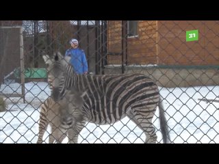 Полосатое пополнение в челябинском зоопарке. Посетителям показали новорожденную зебру