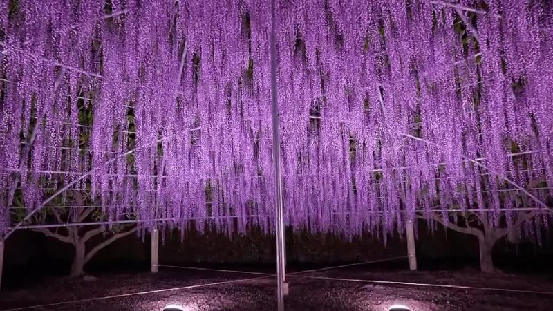 The World-s Most Beautiful Wisteria Garden【Ashikaga Flower Park 2021】 4K