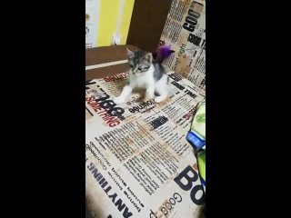 Видео от Три Кота - Ветеринарный Кабинет