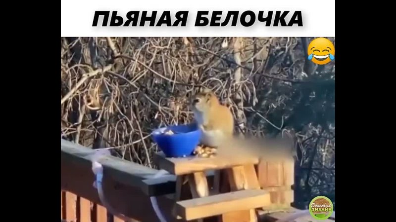 ПЬЯНАЯ БЕЛОЧКА