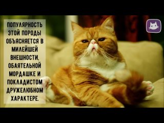 😻Кот-экзот - плюшевая милота | Kotovideo 🎬