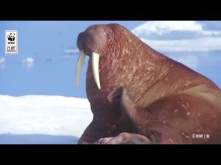 Атлантический морж