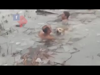 В Испании голые полицейские нырнули в ледяной пруд для спасения собаки