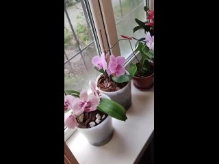 за прекрасными орхидеями