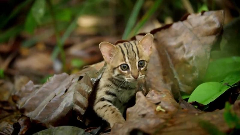 World's smallest cat