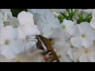 Бабочка Языкан обыкновенный ( Бражник - Хоботник )