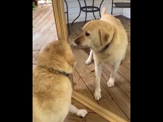 Реакция собак на своё отражение в зеркале