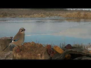 Сойка спявае на кармушцы  Белавежскай пушчы