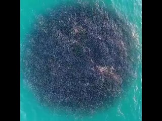 Картинки со смыслом или без... (видео)