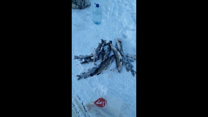 рыбалка на пяозере зимой видео