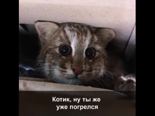 Лесной кот застрял под автомобилем [Рифмы и Панчи]