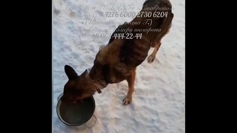 Видео от Ковчег волонтёрская группа помощи животным