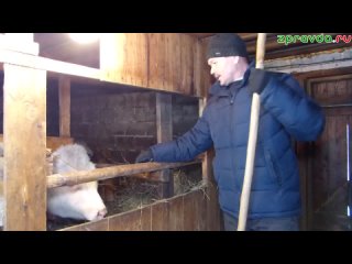 Жители села Васюково назвали главное качество, необходимое для ведения подсобного хозяйства
