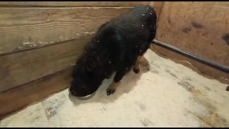 Видео от Общество защиты животных в г Бийске