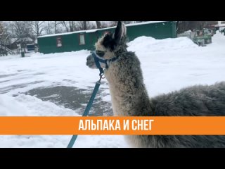 Шарлотка в Петербурге знакомится со снегом