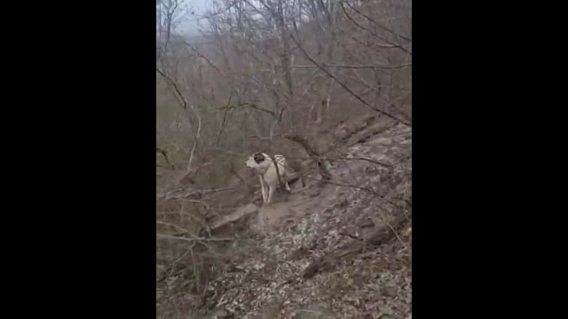 В лесу под Новороссийском живодеры привязали собаку и бросили ее умирать