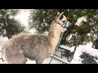 Альпака Шарлотка впервые увидела снег