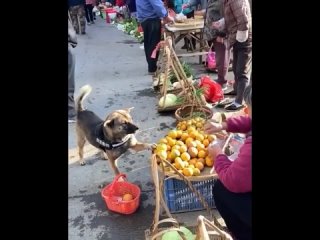 Пёс покупает своему хозяину фрукты